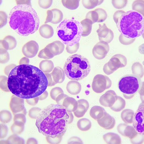 Dopamine powder use | Shaanxi BLOOM Tech Co., Ltd Dopamine powder use | Shaanxi BLOOM Tech Co., Ltd