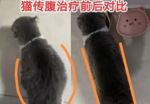 GS441524 use | Shaanxi BLOOM Tech Co., Ltd GS441524 use | Shaanxi BLOOM Tech Co., Ltd