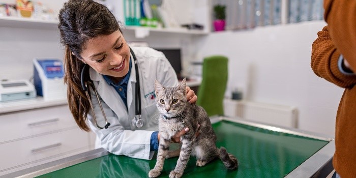 Fluralaner Solution Safety And Ease Of Administration | Shaanxi Bloom Tech Fluralaner Solution Safety And Ease Of Administration | Shaanxi Bloom Tech