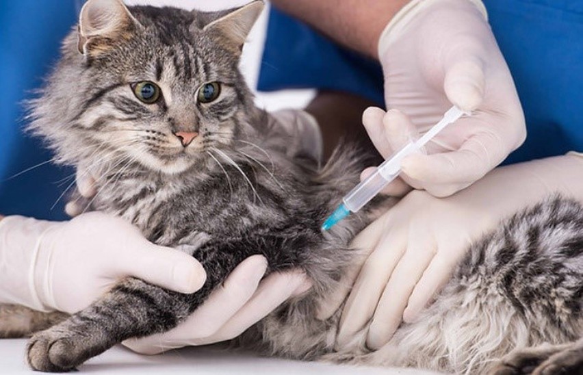 GS-441524 Calculating The Appropriate Dose | Shaanxi BLOOM Tech Co., Ltd GS-441524 Calculating The Appropriate Dose | Shaanxi BLOOM Tech Co., Ltd