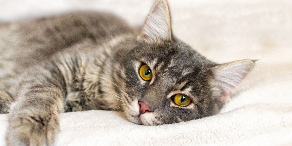 GS-441524 Dividing Doses For Easier Administration | Shaanxi BLOOM Tech Co., Ltd GS-441524 Dividing Doses For Easier Administration | Shaanxi BLOOM Tech Co., Ltd