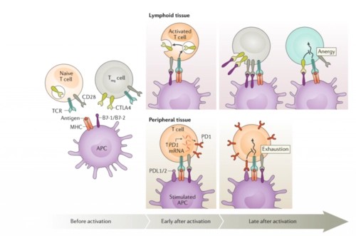 Thymosin A1 uses CAS 62304-98-7 | Shaanxi BLOOM Tech Co., Ltd Thymosin A1 uses CAS 62304-98-7 | Shaanxi BLOOM Tech Co., Ltd