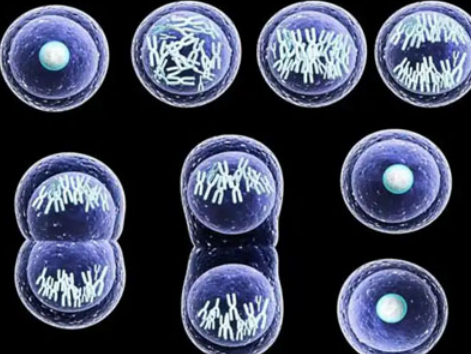 Spermidine Online | Shaanxi BLOOM Tech Co., Ltd Spermidine Online | Shaanxi BLOOM Tech Co., Ltd