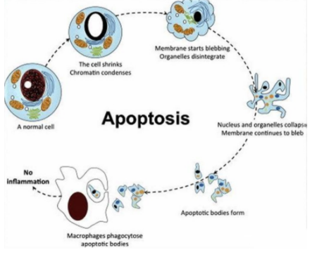 Spermidine Online | Shaanxi BLOOM Tech Co., Ltd Spermidine Online | Shaanxi BLOOM Tech Co., Ltd