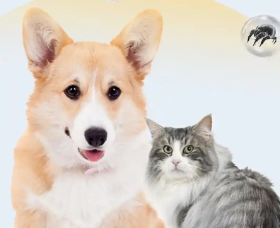 Fluralaner Drops Buy | Shaanxi BLOOM Tech Co., Ltd Fluralaner Drops Buy | Shaanxi BLOOM Tech Co., Ltd