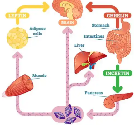 Bioglutide Tablets 500mcg | Shaanxi BLOOM Tech Co., Ltd Bioglutide Tablets 500mcg | Shaanxi BLOOM Tech Co., Ltd