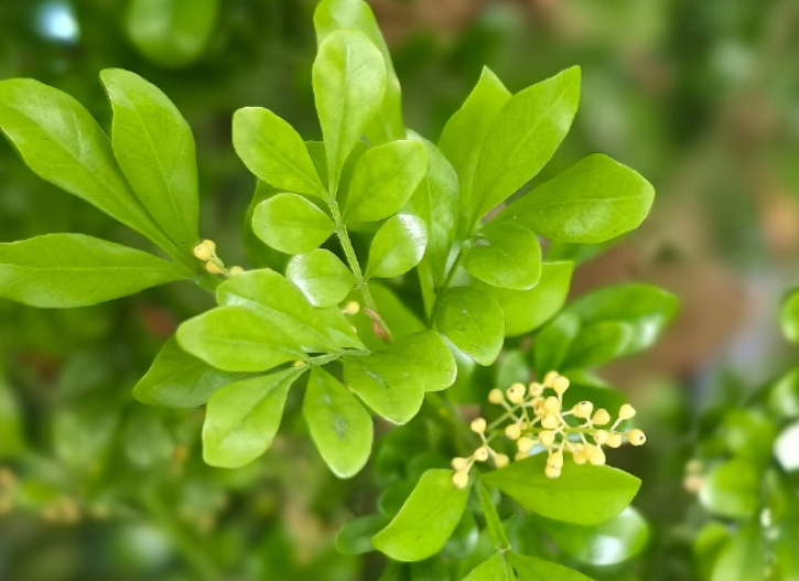 Spermidine Csot | Shaanxi BLOOM Tech Co., Ltd Spermidine Csot | Shaanxi BLOOM Tech Co., Ltd